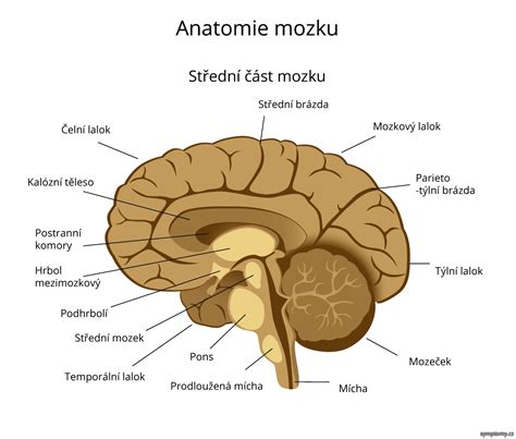schéma mozku prasete s vyznačenými oblastmi zodpovědnými za kognitivní funkce