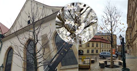 okrasné třešně na Betlémském náměstí