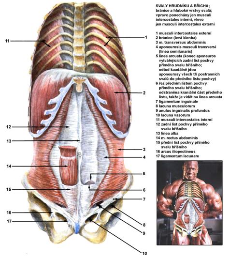 Ilustrace anatomie břišní stěny a techniky TAR