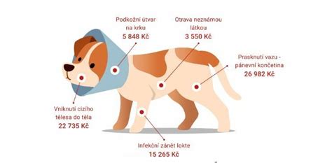 Náklady na psa - graf s rozdělením výdajů (krmivo, veterinář, vybavení)