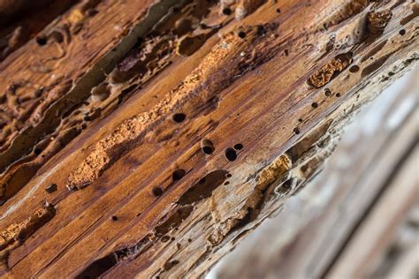 Detail výletových otvorů dřevokazného hmyzu na trámu