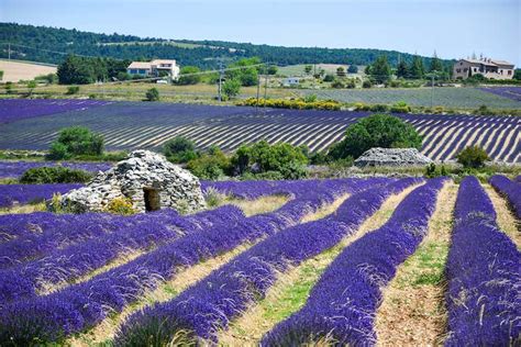 Krajina Provence s levandulovými poli a kamennými domy