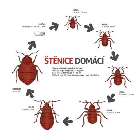 ilustrace štěnice domácí a ptačí