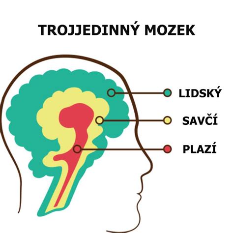 Ilustrace znázorňující propojení mozku, dědičnosti a životních zkušeností jako faktorů ovlivňujících vznik úzkosti.
