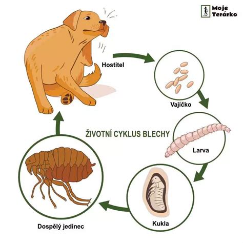 Ilustrace blechy na lidské kůži