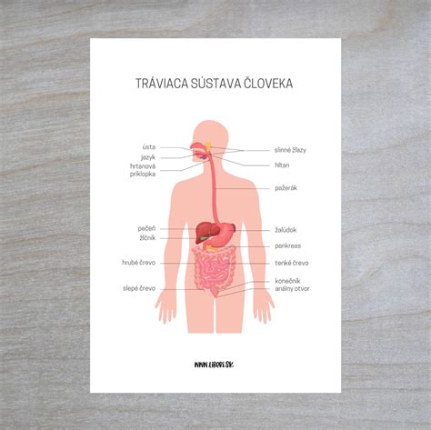 schéma struktury SVJ s orgány a jejich pravomocemi
