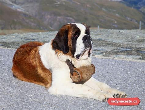Fotografie velkého psa (např. bernardýna nebo německé dogy) spokojeně odpočívajícího v prostorném bytě.