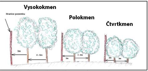 ilustrace ovocných stromů na pozemku