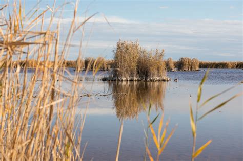 fotografie jezera Neusiedler See s rákosím a ptactvem