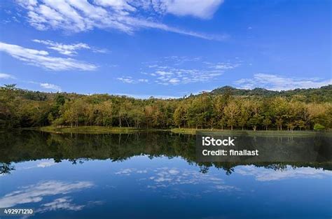 fotografie jezera Grüner See s potopenými stromy