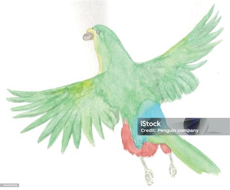 Ilustrace papouška alexandra malého s popisem jeho tělesných znaků.