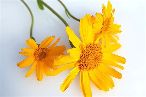 Ilustrace rostliny Arnica montana s popisem jejích částí