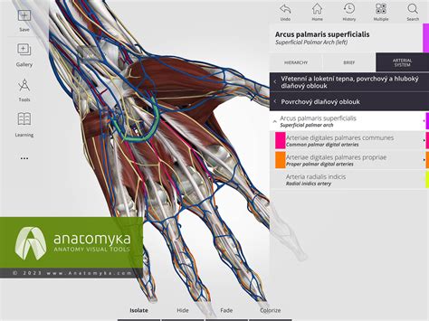 Ilustrace studentů využívajících VR ve třídě pro výuku anatomie