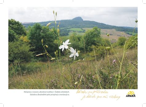 detailní fotografie vzácné rostliny nebo živočicha nalezeného na stepi
