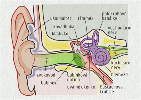 Schéma lidského vnitřního ucha a jeho spojení s rovnovážným systémem