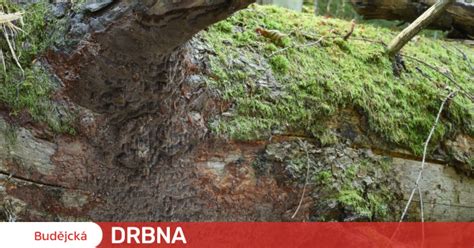 starý smrk s neobvyklým tvarem kmene v Boubínském pralese